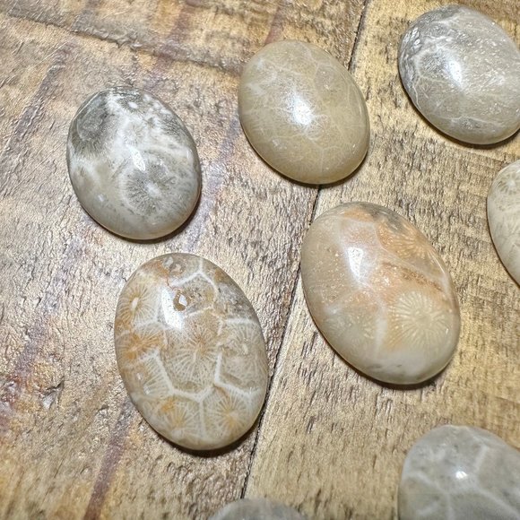 Fossilized Coral Oval Cabochon - 15x20mm - Picture 1 of 6